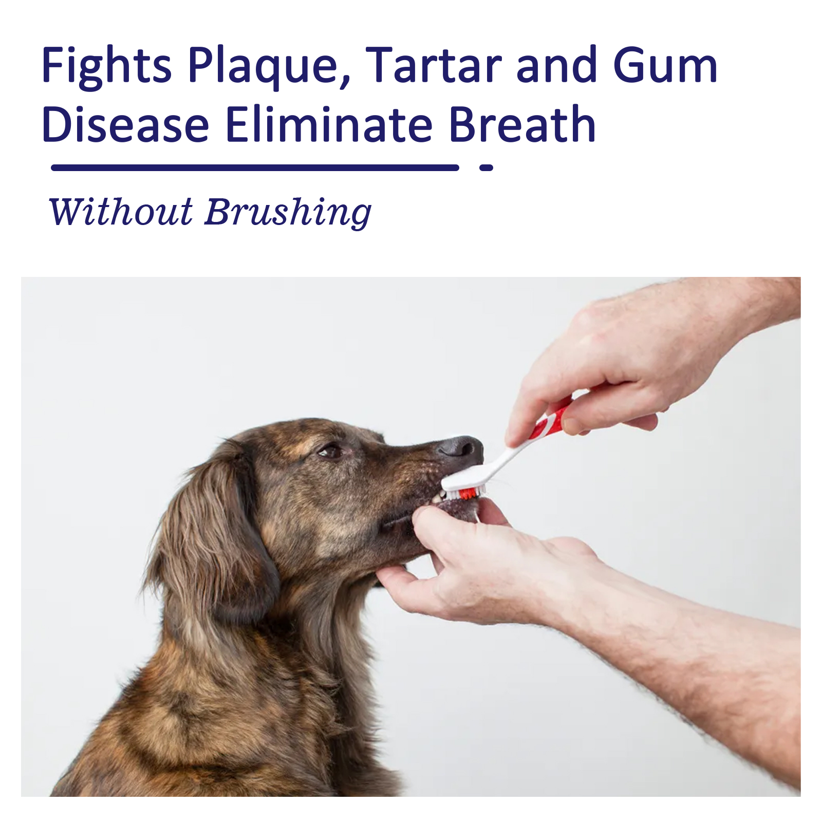 Pet Toothpaste Reduce Tartar R - Teeth Whitening And Stain Removal ulasan dan harga