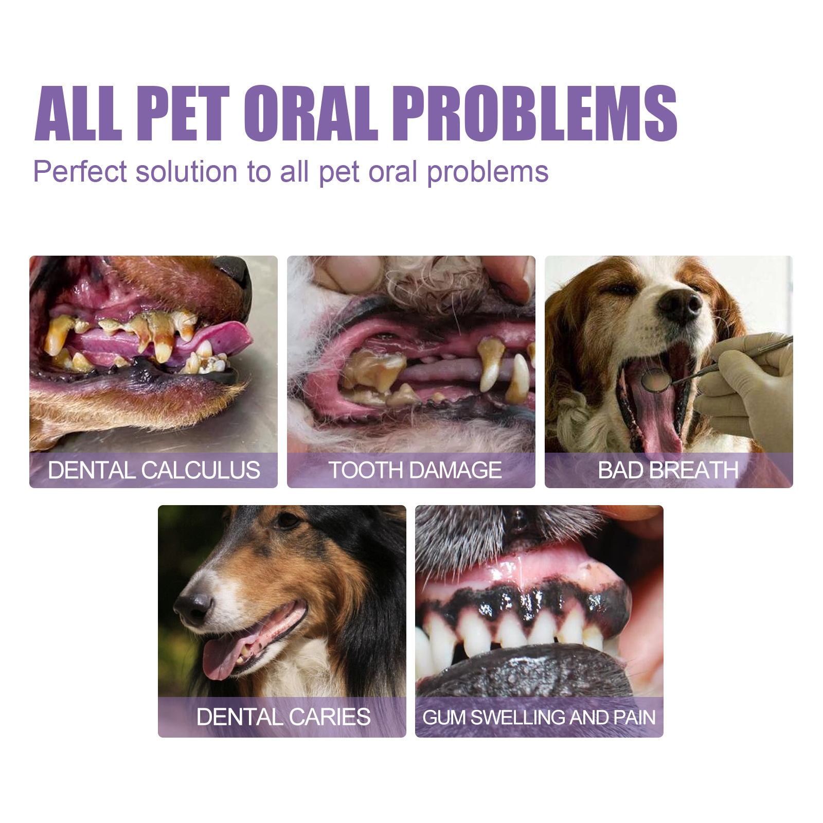 Pet Oral Repair Gel Puppy Tart - Teeth Whitening With Peroxide ulasan dan harga